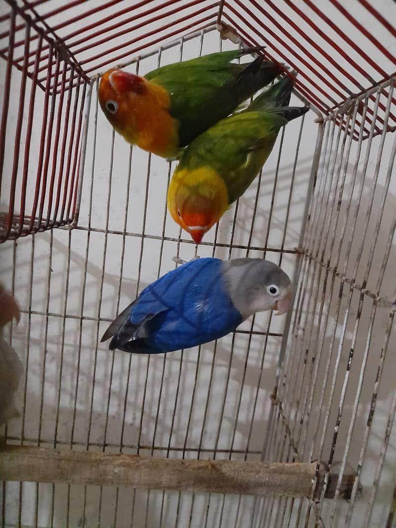 Adult Lovebirds Urgent For Sale 3