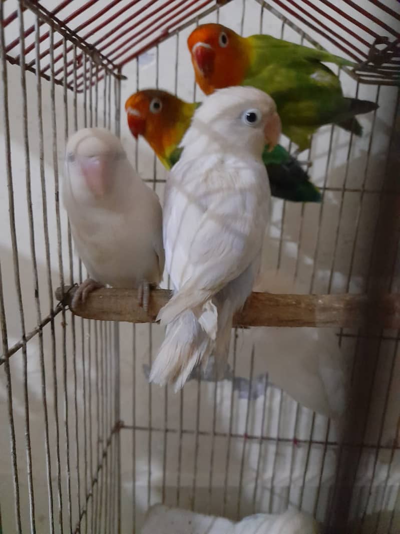 Adult Lovebirds Urgent For Sale 4