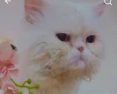 Persian Male Cat Punch Face