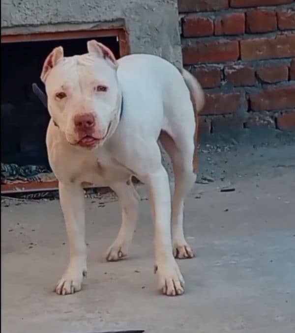 Breeder Pitbull Female for sale 20 day mated 1