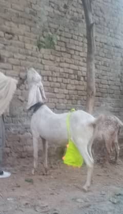 Rajan pur /Makhi cheeni / female goat for sale