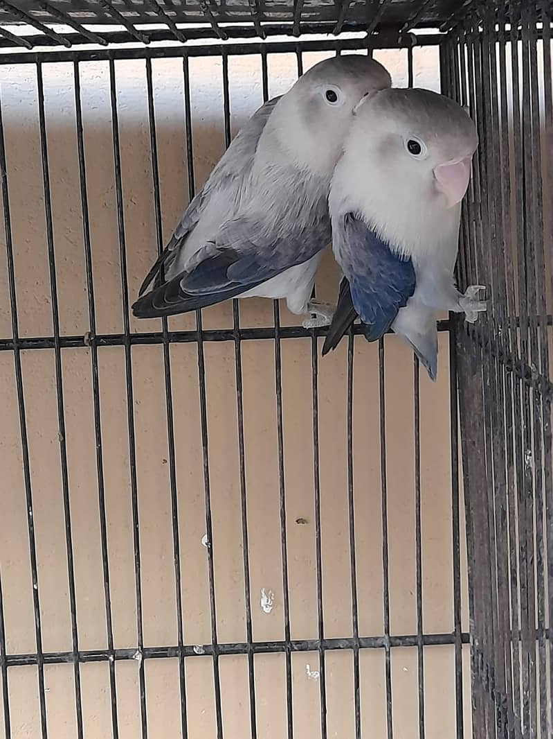 Voilet Euwing Opaline Breeder Pair For Sale 1