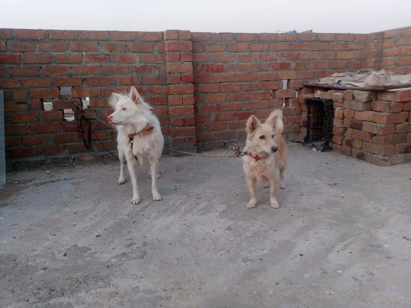 Russian pair for sale 0