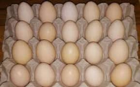 Silkie Egg available