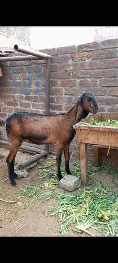 gote for sale