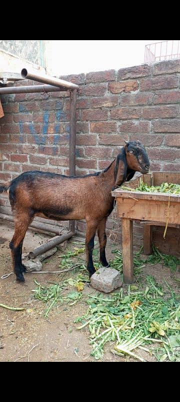 gote for sale 0