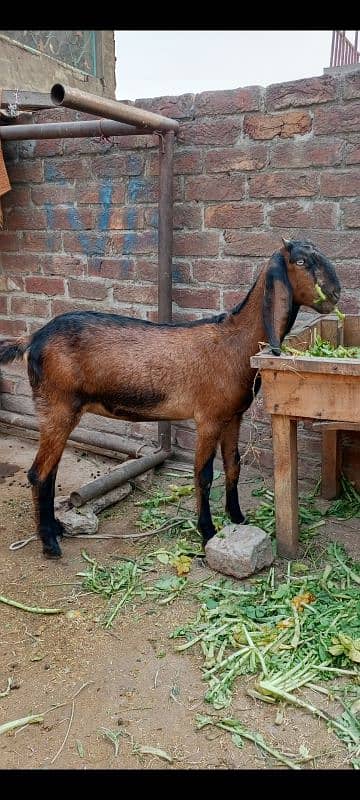 gote for sale 1