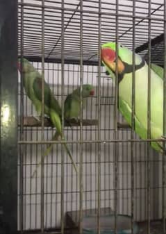 three raw parrots