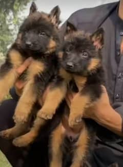 German Shepherd pair for sale WhatsApp 03463649736