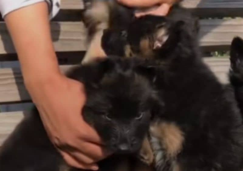 German Shepherd pair for sale WhatsApp 03463649736 1