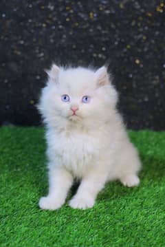 pershian cat kitten - blue eyes - white cat baby