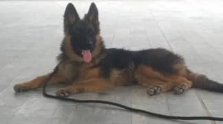 German Shepherd mail for sale WhatsApp 03463649736