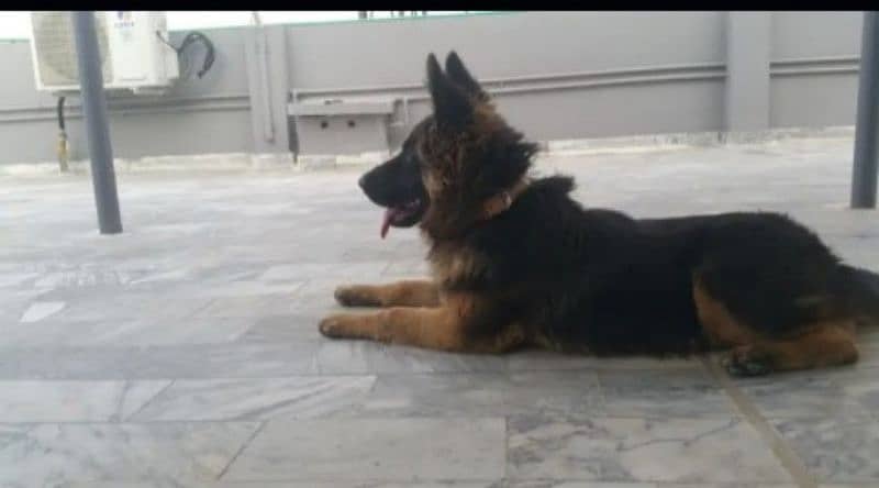 German Shepherd mail for sale WhatsApp 03463649736 2