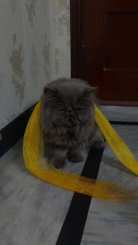 beautiful cat for sale 1