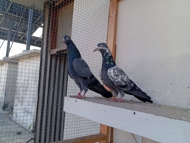 Out Class Neelay (Black) + Cheena Teddy for Sale 9
