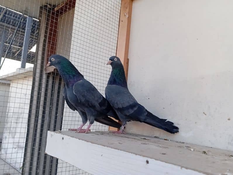 Out Class Neelay (Black) + Cheena Teddy for Sale 2
