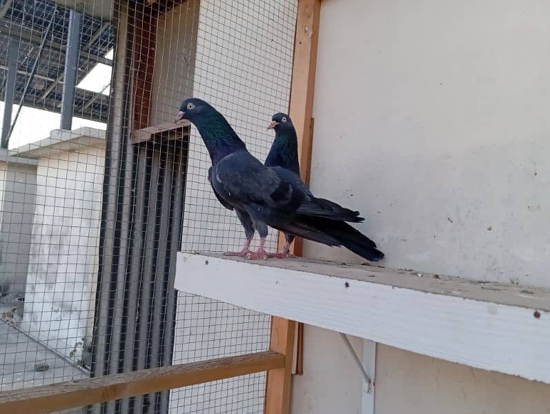 Out Class Neelay (Black) + Cheena Teddy for Sale 6