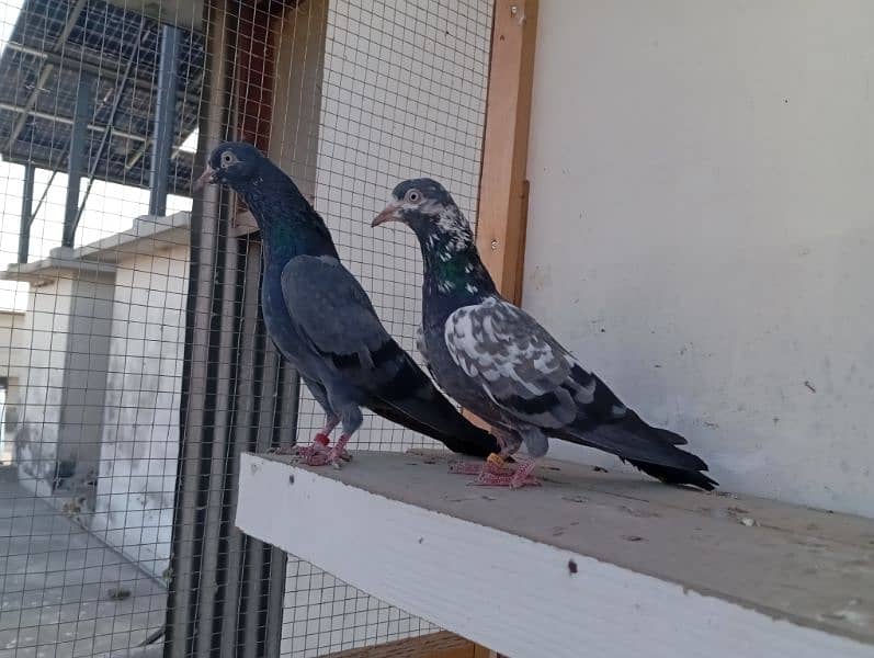 Out Class Neelay (Black) + Cheena Teddy for Sale 5