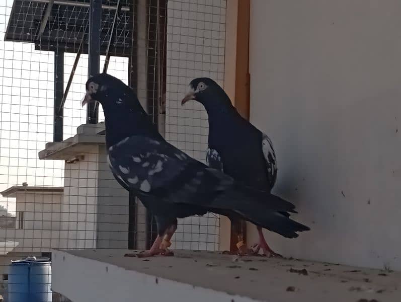 Out Class Neelay (Black) + Cheena Teddy for Sale 7