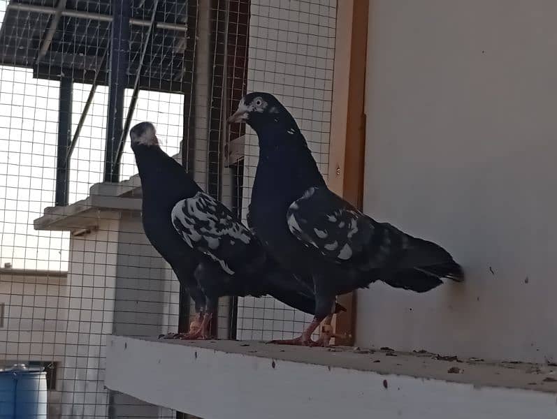Out Class Neelay (Black) + Cheena Teddy for Sale 0