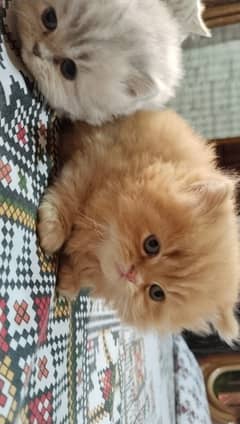 Triple coated Persian kittens