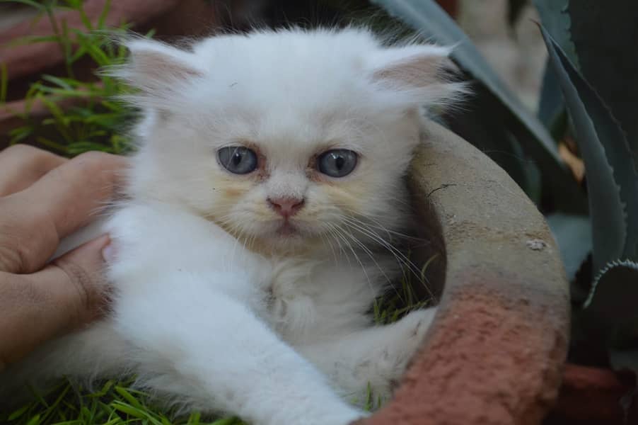 Triple coated Persian kittens 1