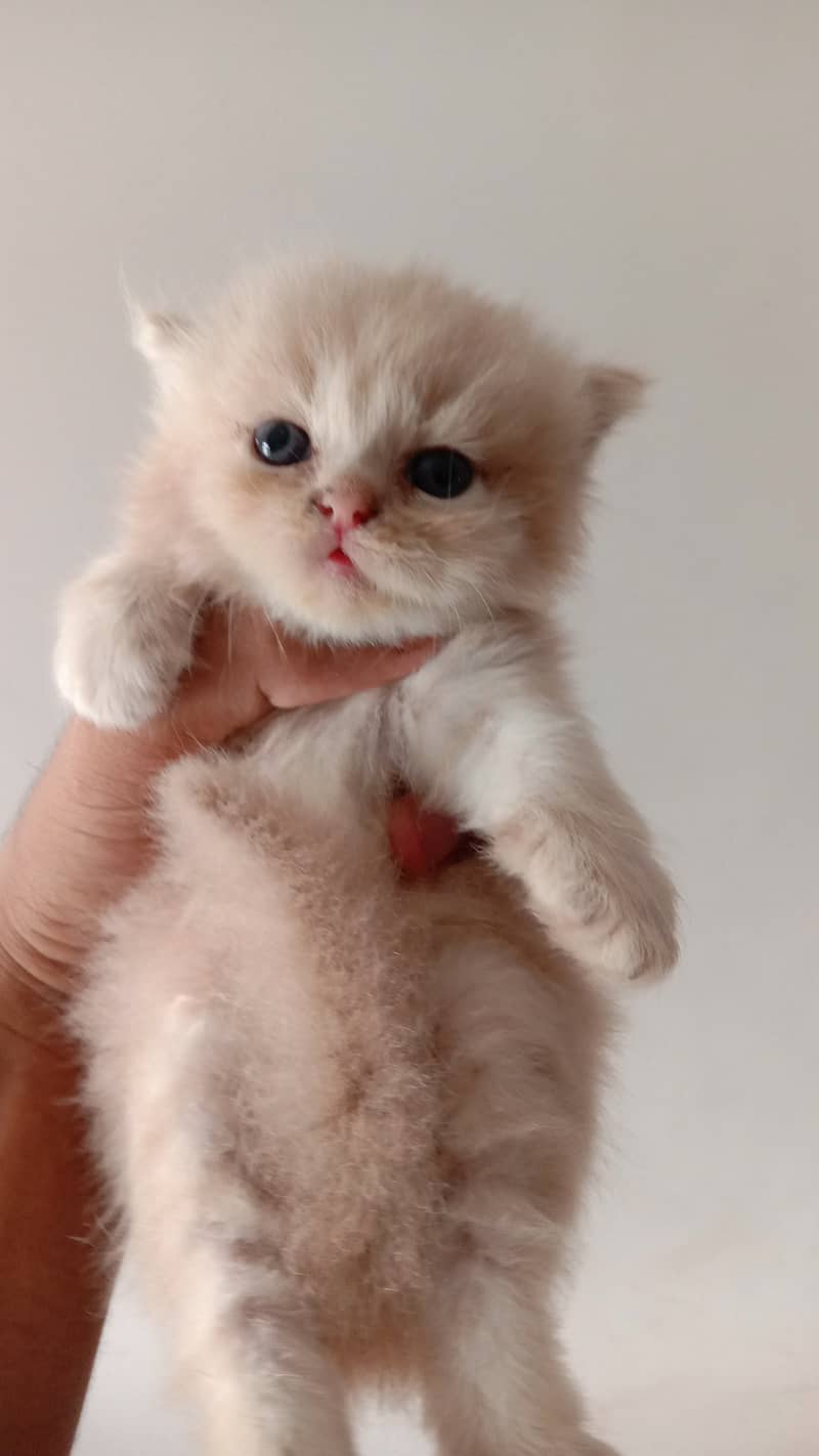 Triple coated Persian kittens 3