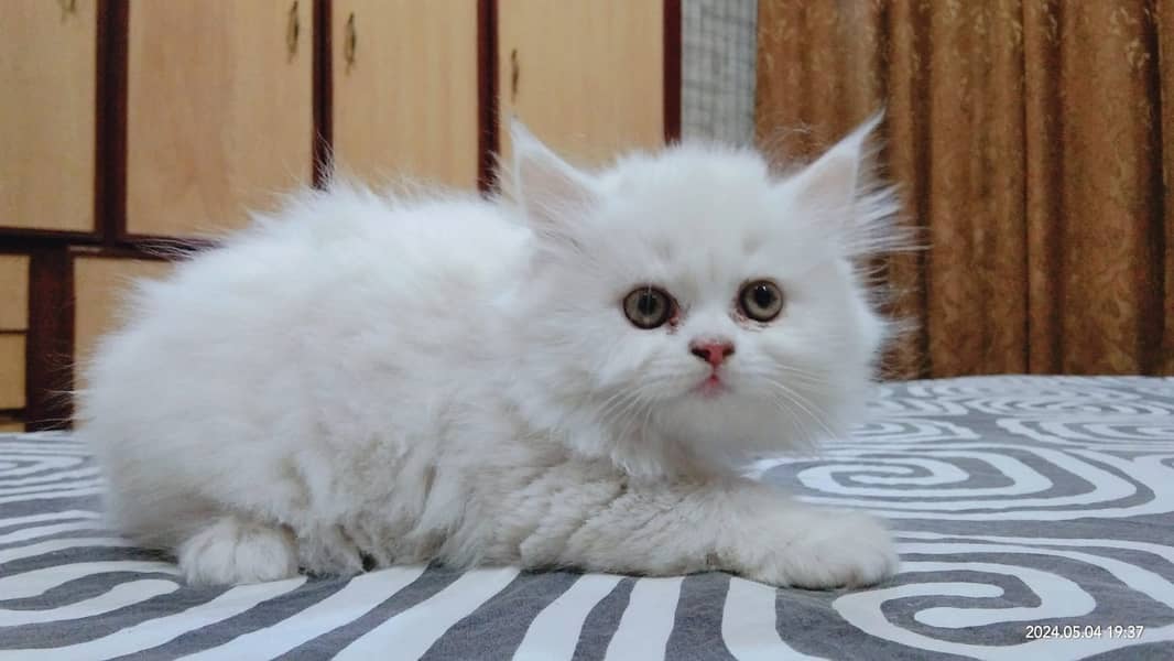 Triple coated Persian kittens 4