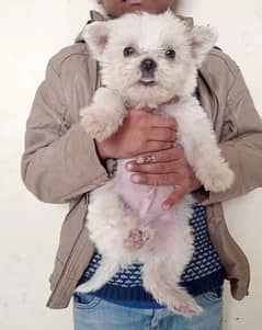 Poodle Terrier Male For Good Families