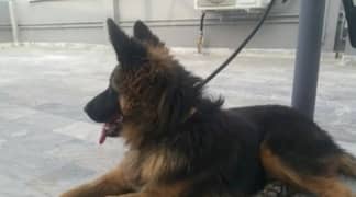 German Shepherd mail for sale WhatsApp 03463649736