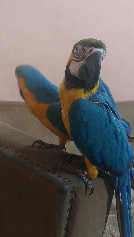 Blue N Gold Macaw breeder Female 0