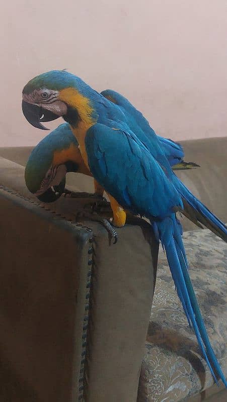 Blue N Gold Macaw breeder Female 1