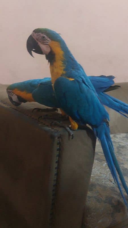 Blue N Gold Macaw breeder Female 2