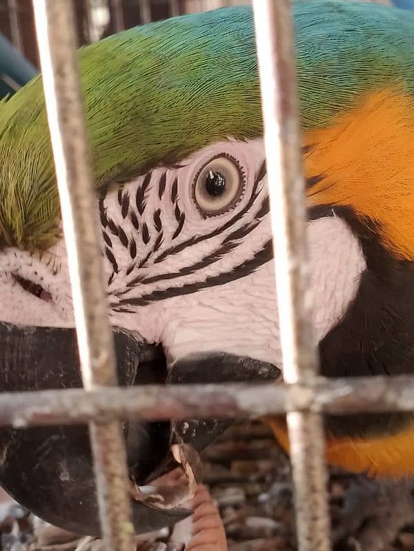 Blue N Gold Macaw breeder Female 3