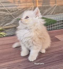 Cute Persian Kitten Beauty King