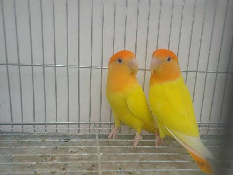 Lutino Love Bird For Sale | Pair | Ready To Breed 0