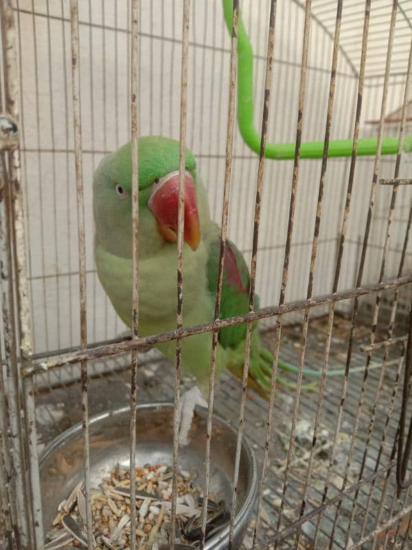 Raw parrot handtamed 0