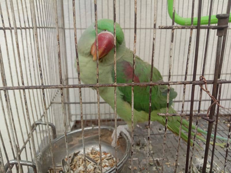 Raw parrot handtamed 2