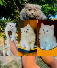 Persian Punch face triple coat cat Kitten