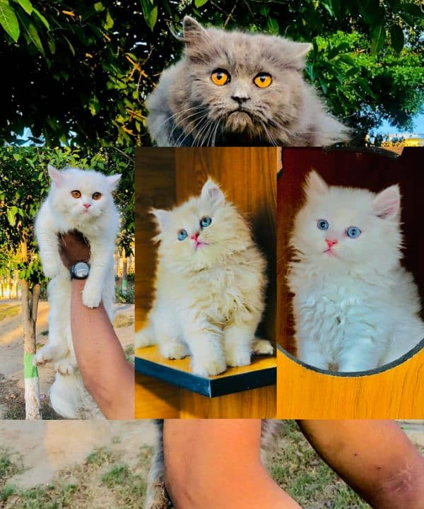 Persian Punch face triple coat cat Kitten 0