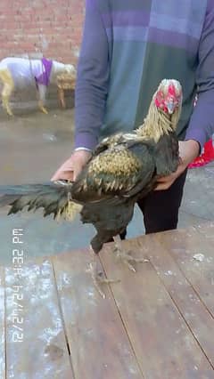 Aseel Murg Pakistani