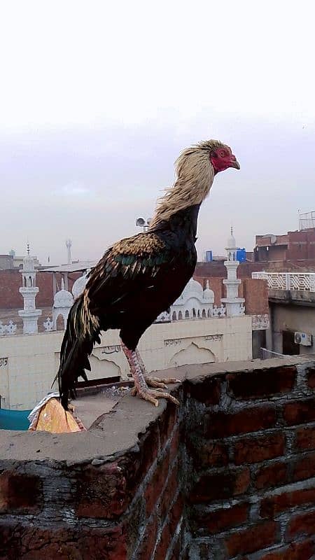 Aseel Murg Pakistani 1