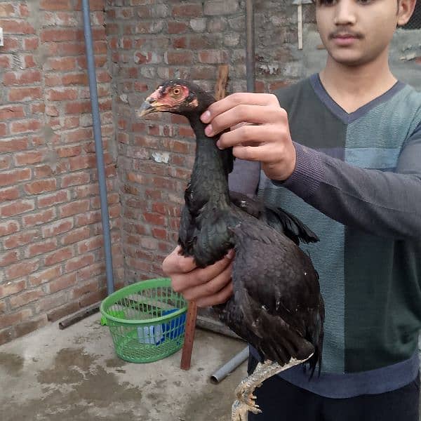 Aseel Murg Pakistani 4