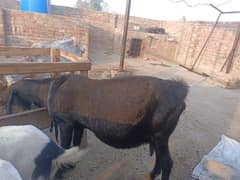 Beetal Goat | Bakri | gaban bakri | Goat for sale