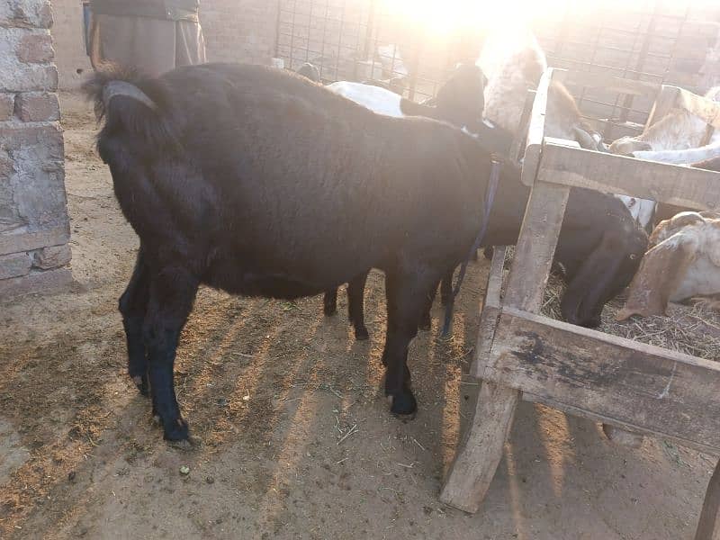 Beetal Goat | Bakri | gaban bakri | Goat for sale 1