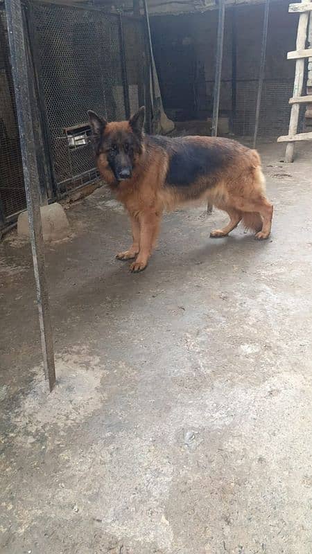 GSD Long Cot High Quality Female 0