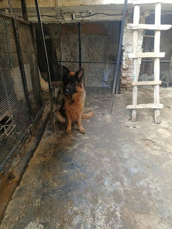 GSD Long Cot High Quality Female 1