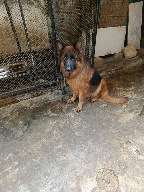 GSD Long Cot High Quality Female 2