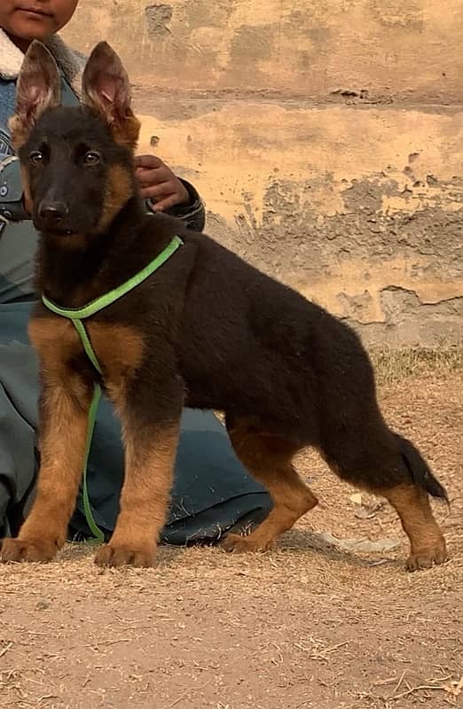 Double kot German Shepherd mail 3 month for sale 0