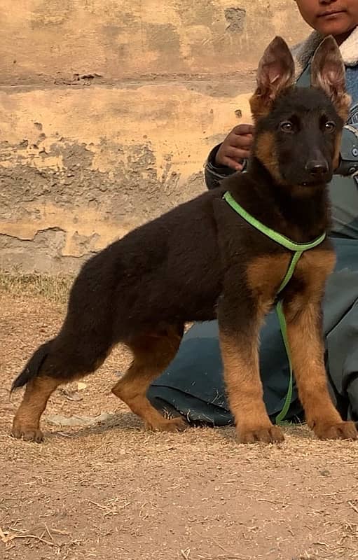 Double kot German Shepherd mail 3 month for sale 1